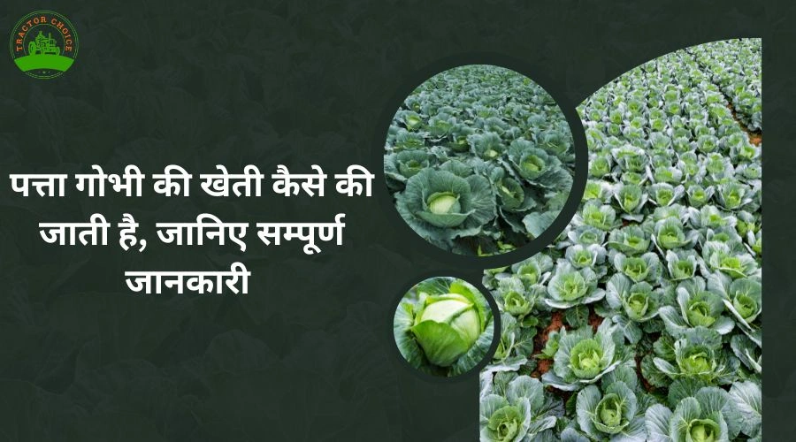 How is cabbage cultivated