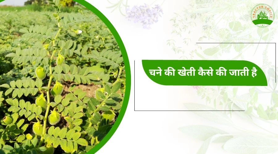 How is chickpea farming done