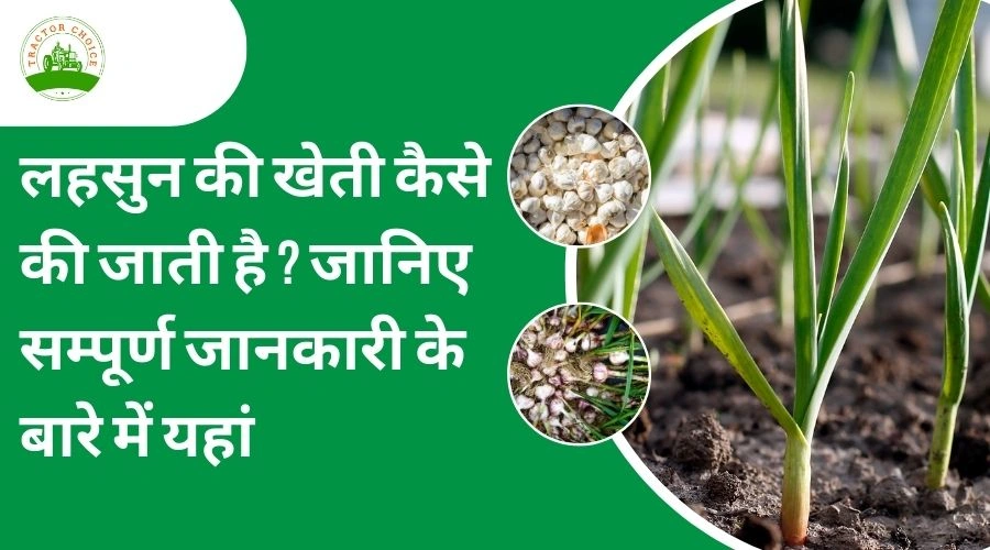 How is garlic cultivated