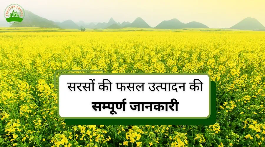 Important Information About Mustard Farming 