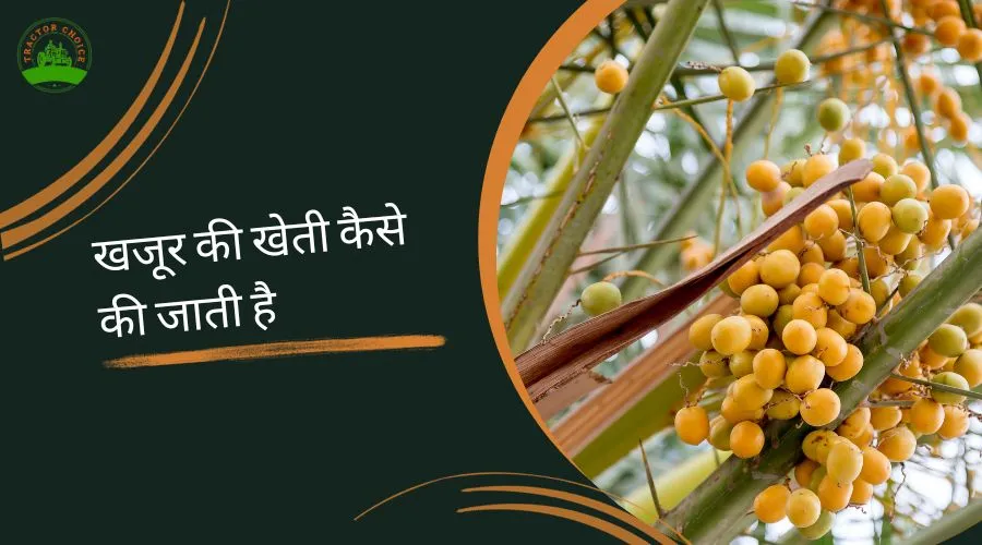 Information About Dates Farming