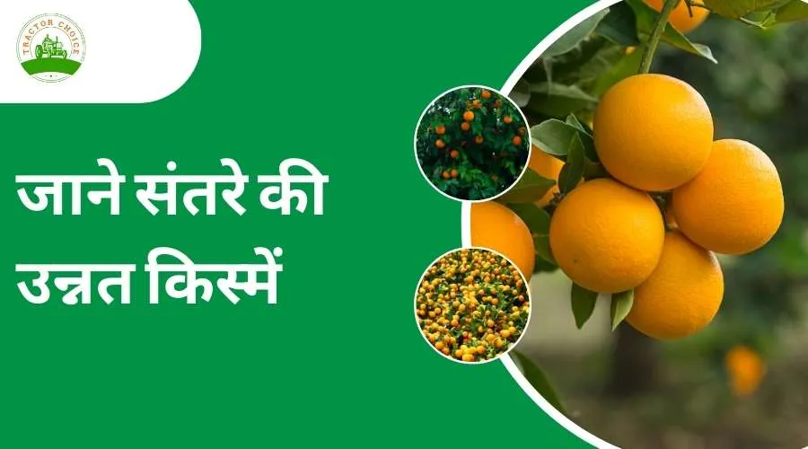 Know About Different Variety Of Oranges 