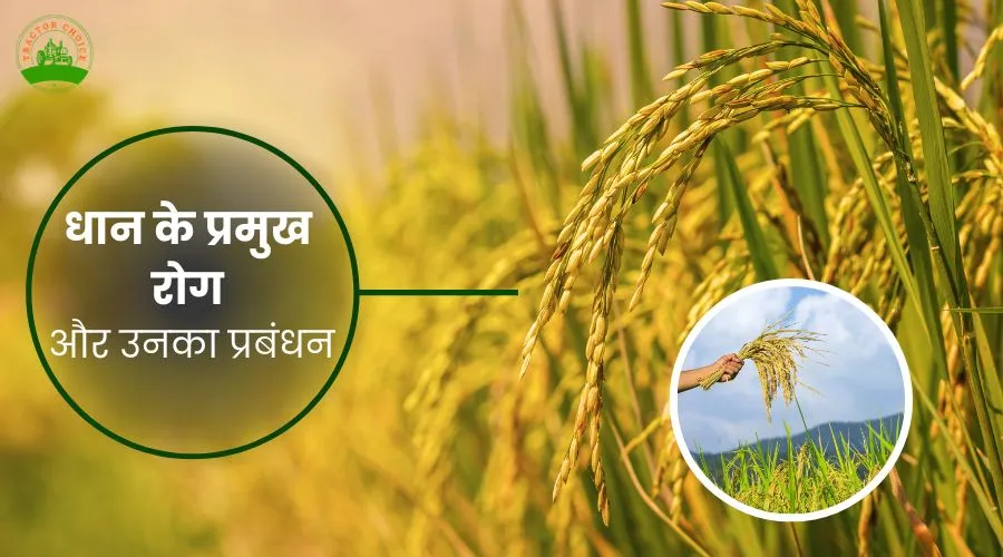 Major diseases of rice and their management