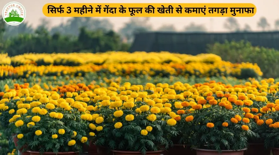 गेंदा फूल की खेती: 3 महीने में कमाएं तगड़ा मुनाफा
