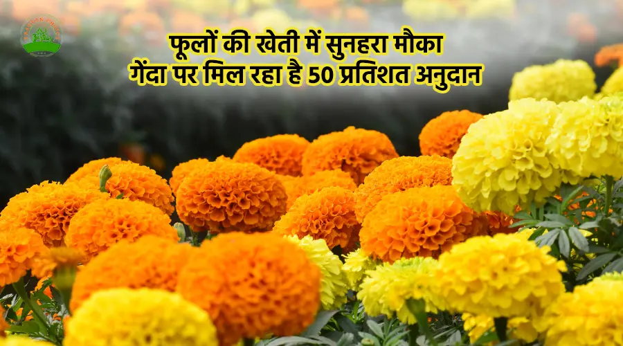 फूलों की खेती में सुनहरा मौका: गेंदा पर मिल रहा है 50 प्रतिशत अनुदान
