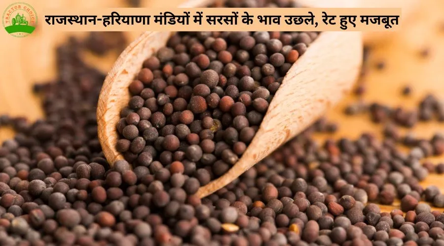 राजस्थान-हरियाणा मंडियों में सरसों के भाव उछले, रेट हुए मजबूत