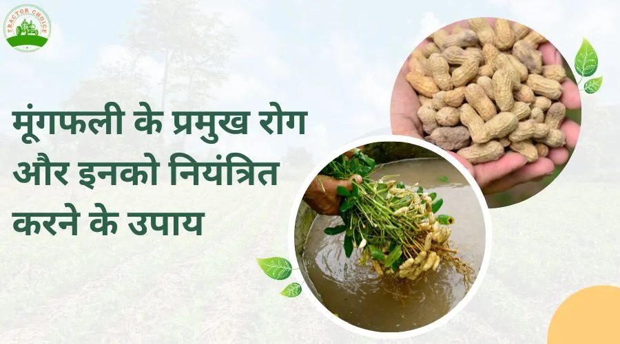 Peanut Farming In India