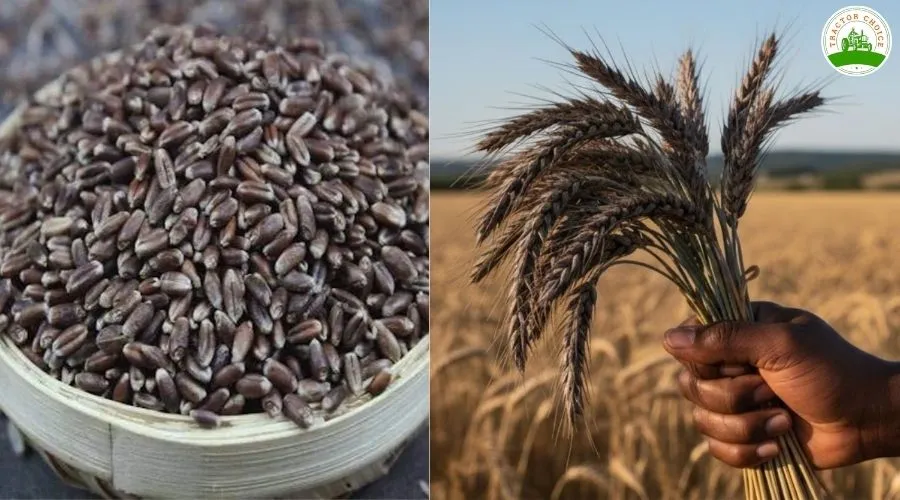 नवंबर में काले गेंहू की इन टॉप 3 किस्मों की बुवाई कर पाएं बंपर उपज