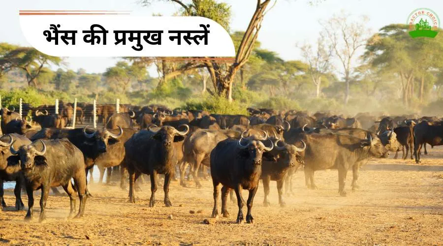 Top Breads Of Buffalo