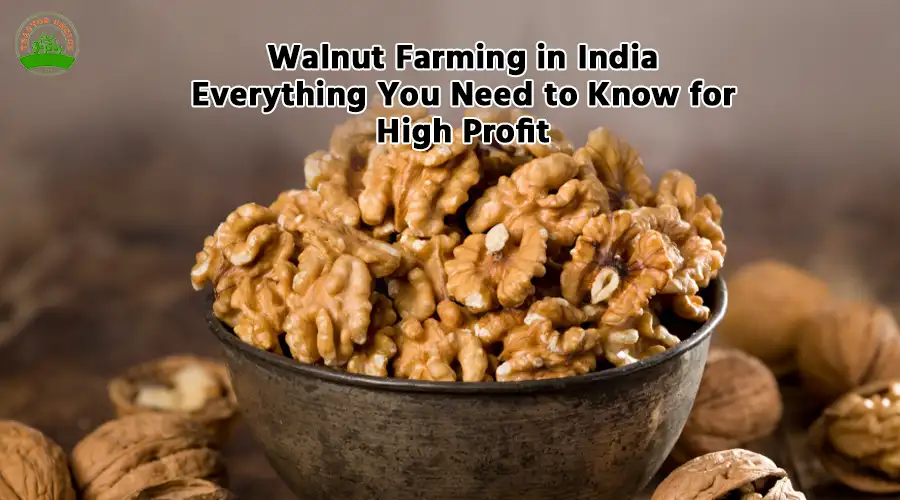 Walnut Farming in India: Everything You Need to Know for High Profit