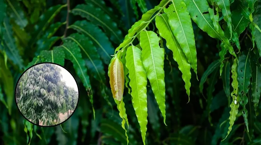 अशोक का पेड़ कैसा और कितने प्रकार का होता है ? Image