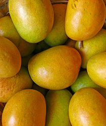भारत के 5 सबसे मीठे आम (Top 5 Sweetest Mango Varieties in India)