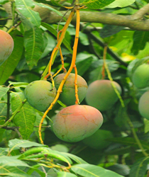 अमरापाली आम की खेती भारत में (Amrapali Mango Farming in India)