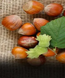 भारत में फील्ड हेज़लनट की खेती: लाभदायक शुरुआत के लिए टिप्स