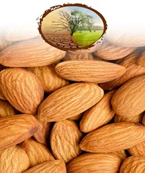 बादाम की खेती कैसे करें: एक विस्तृत गाइड