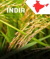 विश्व में चावल के प्रमुख उत्पादक देश (Vishv Mein Chawal Ke Pramukh Utpadak Desh)