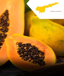भारत में पपीता के प्रमुख उत्पादक राज्य (Major Papaya Producing States in India