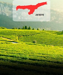 भारत में चाय के 6 प्रमुख उत्पादक राज्य (Top 6 Tea Producing States in India)