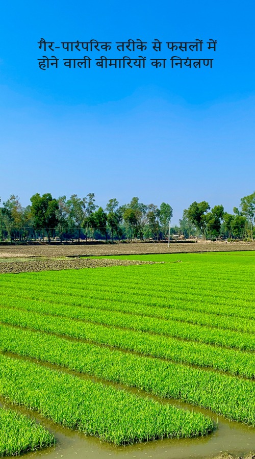 गैर-पारंपरिक तरीके से फसलों में होने वाली बीमारियों का नियंत्रण