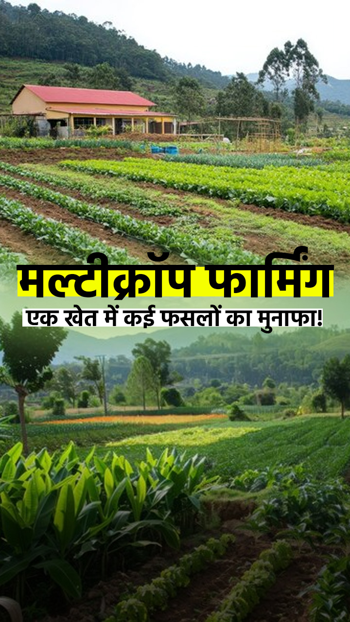 मल्टीक्रॉप फार्मिंग – एक खेत में कई फसलों का मुनाफा!