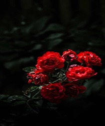 गुलाबों की खूबसूरत दुनिया: 6 प्रमुख और लोकप्रिय गुलाब की किस्में