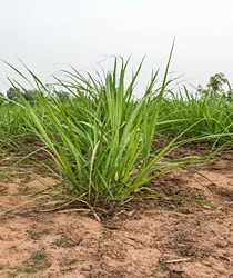 शीर्ष 6 गन्ना खेती के टिप्स