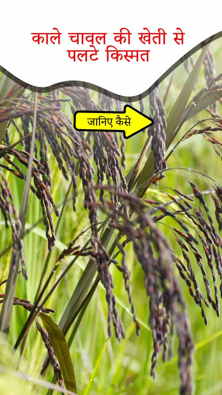 काले चावल की खेती से पलटे किस्मत – जानिए कैसे!