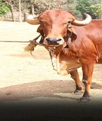 इन नस्लों की गाय का पालन करके आप भी बन सकते है करोड़पति