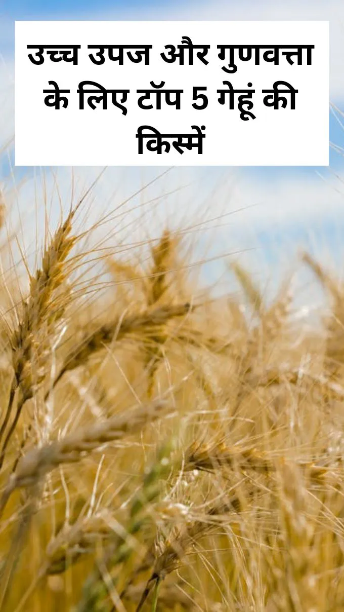 उच्च उपज और गुणवत्ता के लिए टॉप 5 गेहूं की किस्में