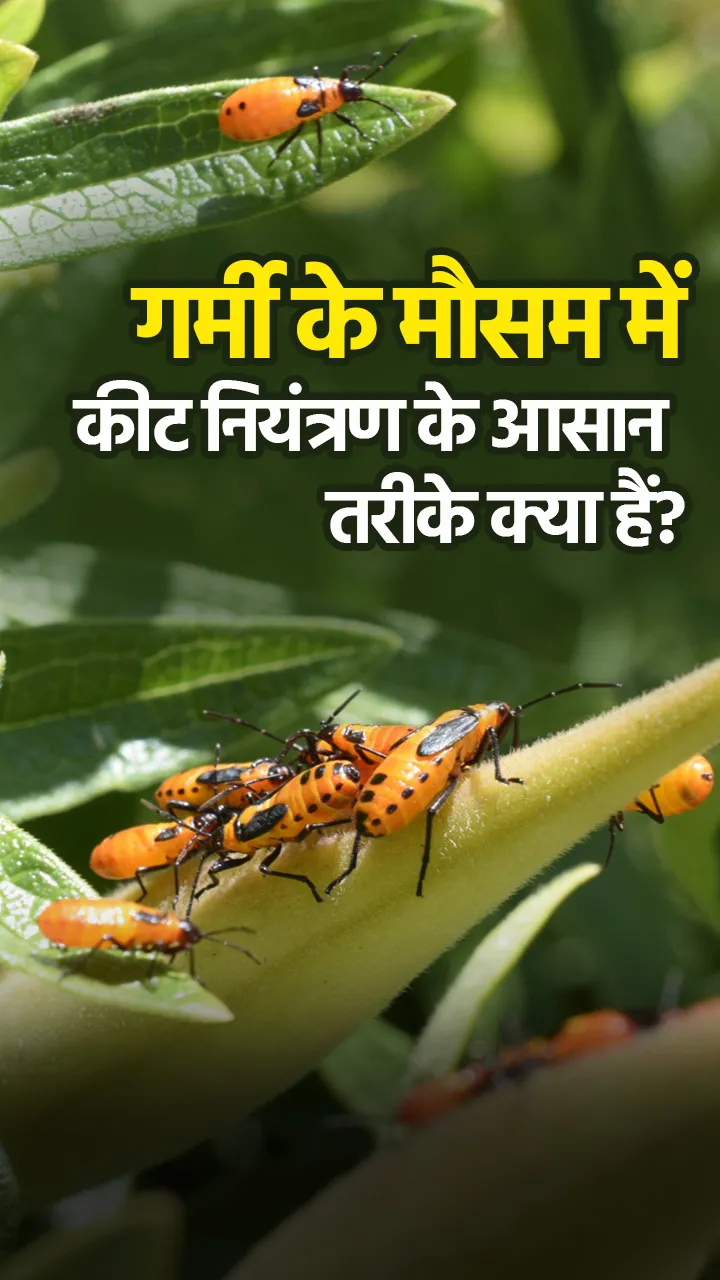 गर्मी के मौसम में कीट नियंत्रण के आसान तरीके क्या हैं?