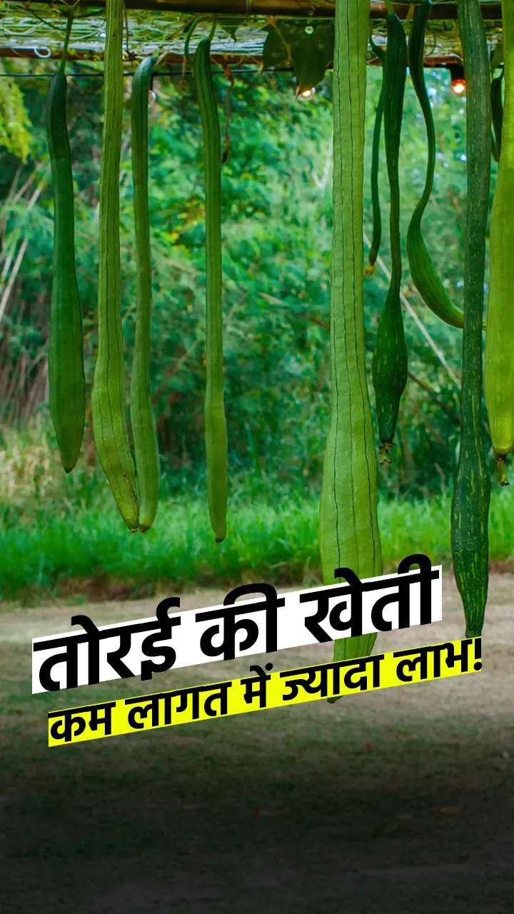 कम लागत, ज़्यादा मुनाफा: तोरई की खेती का नया तरीका