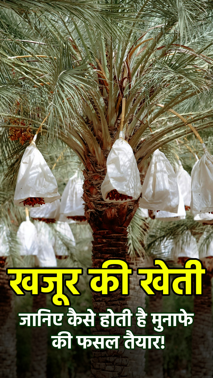 खजूर की खेती: जानिए कैसे होती है मुनाफे की फसल तैयार!