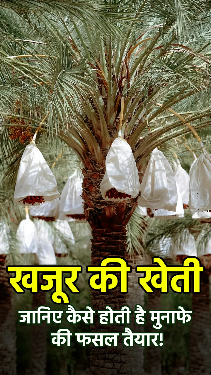 खजूर की खेती: जानिए कैसे होती है मुनाफे की फसल तैयार!