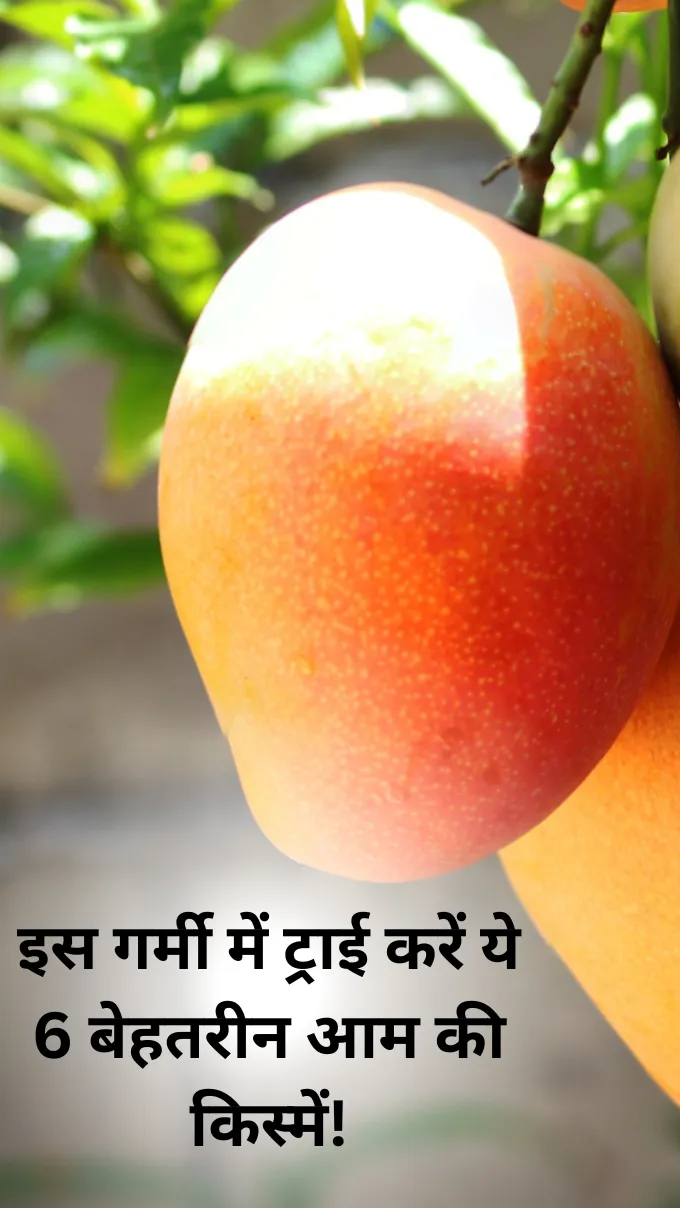 इस गर्मी में ट्राई करें ये 6 बेहतरीन आम की किस्में!