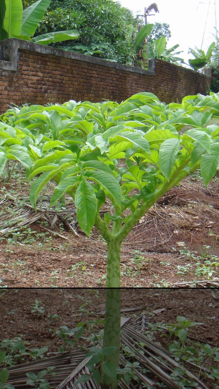 सूरन की खेती: कम लागत में अधिक मुनाफा