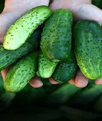 उगाने के लिए शीर्ष ग्रीष्मकालीन सब्जियाँ