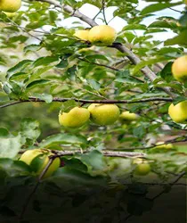 हरे सेब की खेती: पहाड़ों का मीठा स्वाद (Green Apple Farming in India: Meetha Swaad Pahadon Ka)