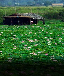 कमल की खेती: भारत में सफलता के लिए टिप्स